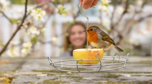 Il plie un simple cintre en métal en 3 minutes : la technique gratuite pour créer une mangeoire à oiseaux