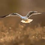 L’élanion blanc, ce rapace venu du sud dont l’essor spectaculaire redessine la carte des oiseaux