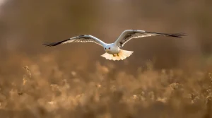 L’élanion blanc, ce rapace venu du sud dont l’essor spectaculaire redessine la carte des oiseaux