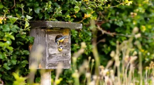 La LPO est formelle : voici l’astuce la plus efficace pour attirer les mésanges au jardin au printemps