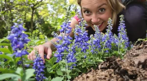 À planter maintenant : cette vivace aux fleurs bleues attire les abeilles et sublime le jardin