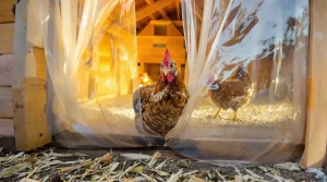 Pourquoi un simple rideau dans votre poulailler change tout pour vos poules dès le mois d’avril